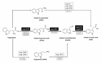 A Genetic and Metabolomic Perspective on the Production of Indole-3-Acetic Acid by Pantoea agglomerans and Use of Their Metabolites as Biostimulants in Plant Nurseries